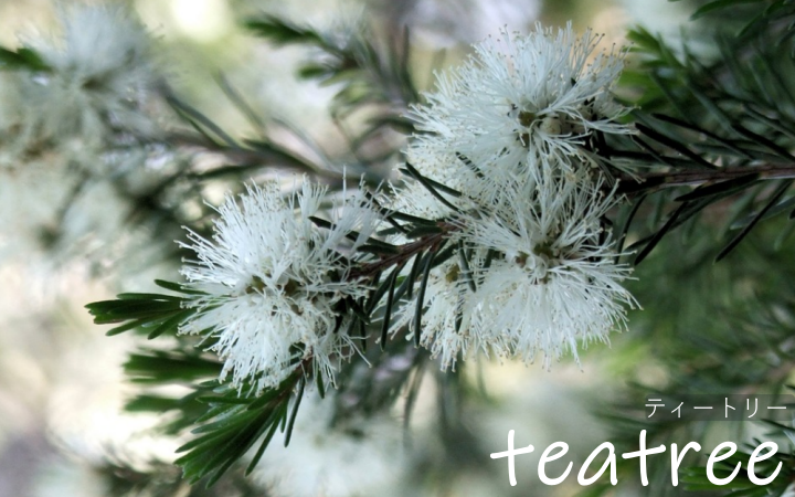 ティートリー